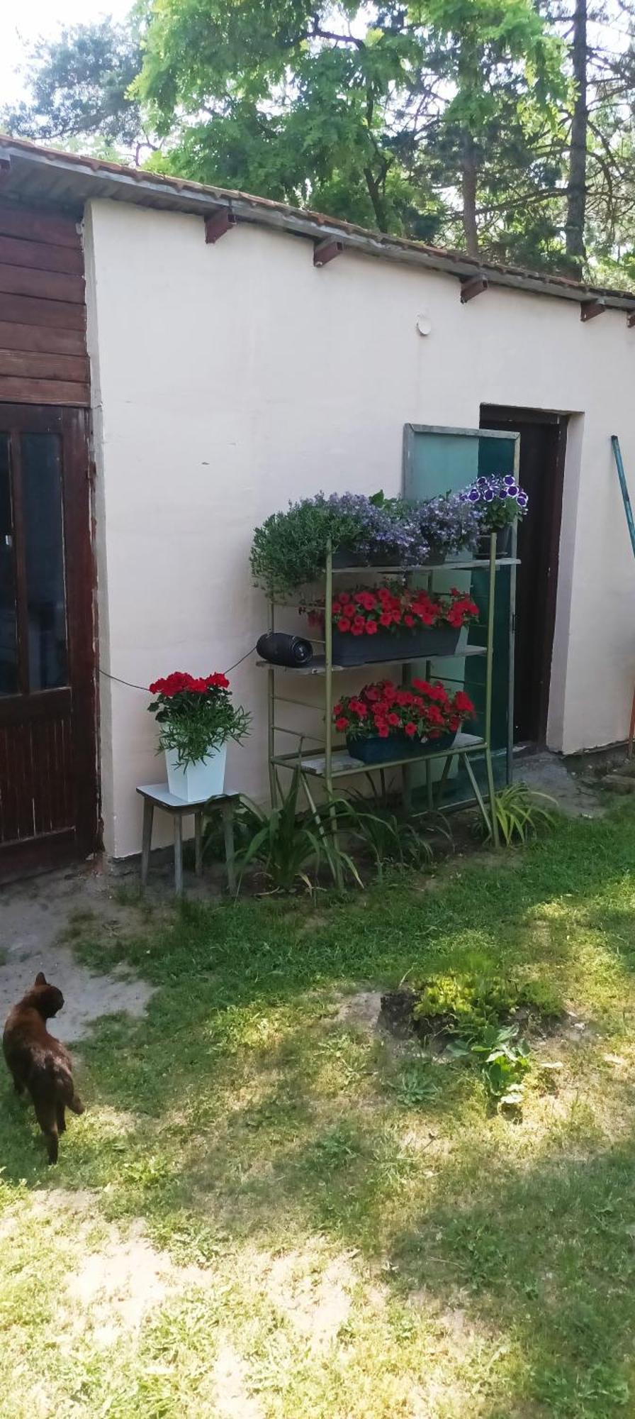 Sobe Masa Casa de hóspedes Subotica Exterior foto